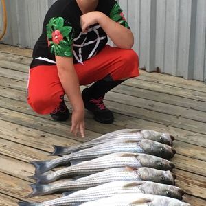 Meet your Posher, Steven